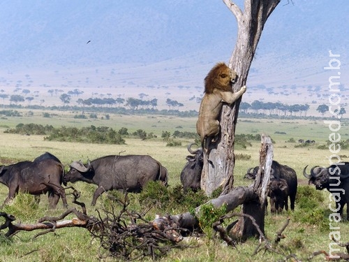 Leão sobe em árvore para escapar de manada de búfalos