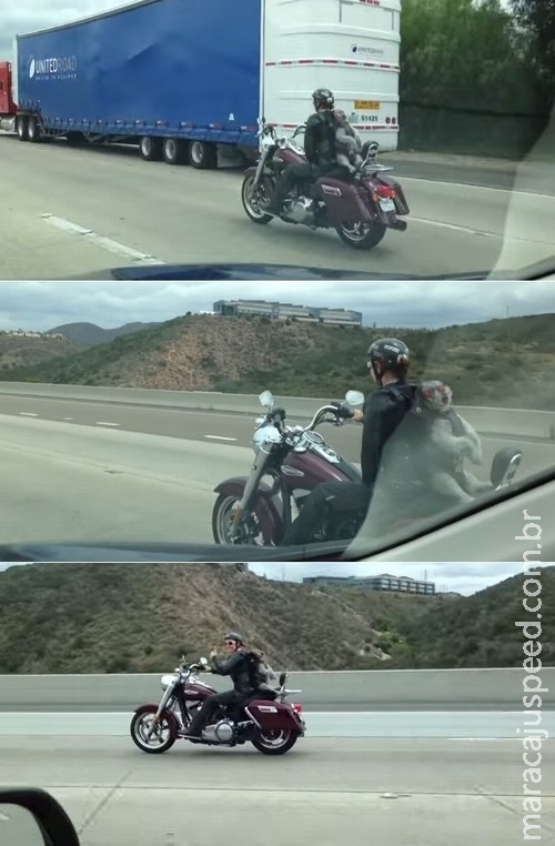 Motociclista é flagrado com cão como mochila a 110km/h Motociclista é flagrado com cão como mochila a 110km/h