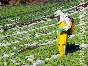 Cada morador de MS consome 40 litros de agrotóxicos por ano Cada morador de MS consome 40 litros de agrotóxicos por ano