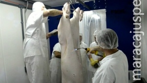 Novidade no campo: abatedouro móvel de suínos já pode ser adquirido por produtores Novidade no campo: abatedouro móvel de suínos já pode ser adquirido por produtores