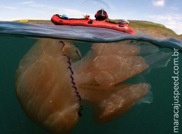 Costa britânica é invadida por praga de águas-vivas gigantes