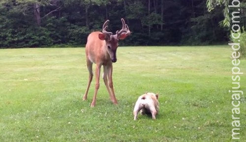 Interação entre cão e cervo cria dúvida: estão brincando ou brigando?