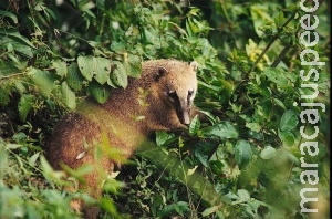 Pesquisadores fazem lista com toda a fauna brasileira conhecida