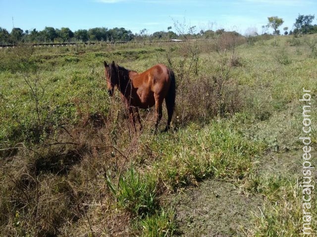 PMA autua agricultor em R$ 10 mil por criar gado degradando nascentes e em margem de via férrea