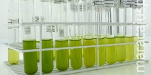 A produção de biodiesel a partir de microalgas