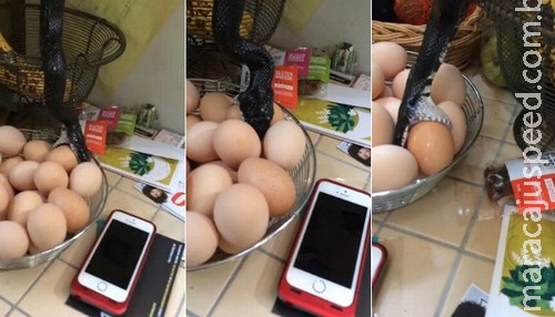 Mulher encontra cobra tentando devorar ovo em sua casa Mulher encontra cobra tentando devorar ovo em sua casa