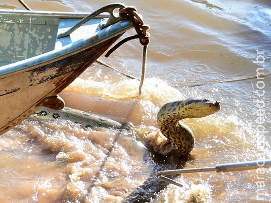 Pescadores se deparam com sucuri de 6 metros em Anastácio - Veja vídeo Pescadores se deparam com sucuri de 6 metros em Anastácio - Veja vídeo