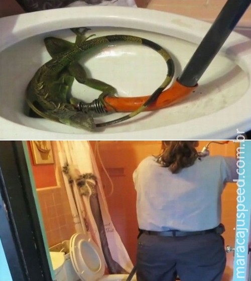 Família se espanta com motivo de entupimento de vaso: uma iguana Família se espanta com motivo de entupimento de vaso: uma iguana