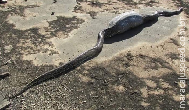 Cobra enorme morre após devorar porco-espinho