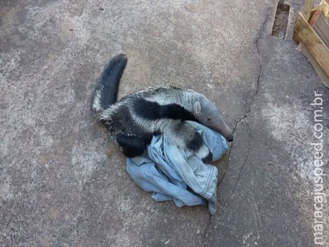 PMA recolhe dois filhotes de tamanduá-bandeira, sendo que um teve mãe morta por atropelamento