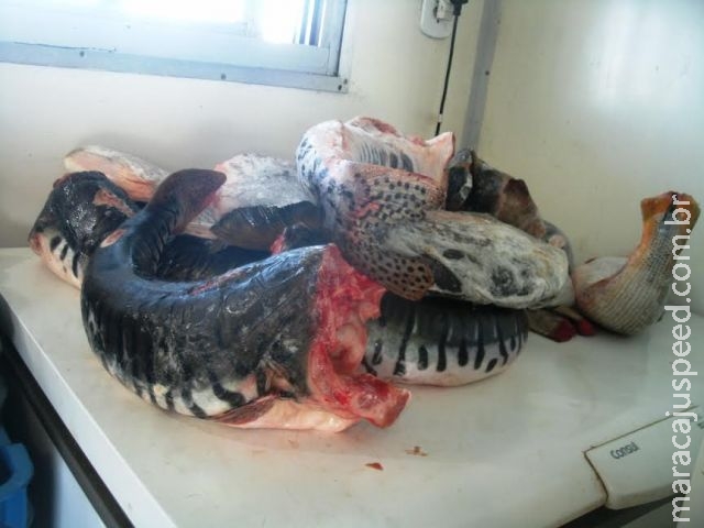 PMA autua quatro pessoas por pesca ilegal e apreende 27 kg de pescado PMA autua quatro pessoas por pesca ilegal e apreende 27 kg de pescado