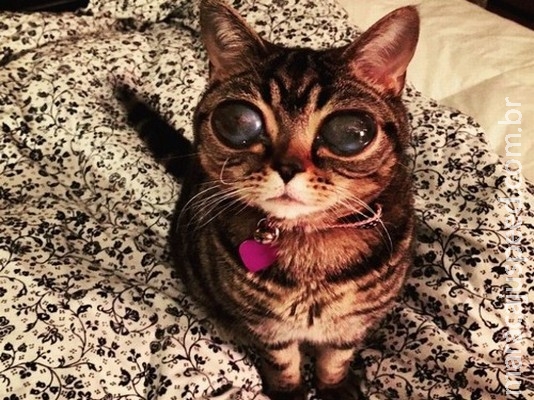Uma gata alienígena?