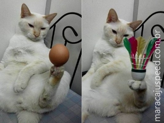 Gato faz sucesso ao equilibrar objetos com as patas