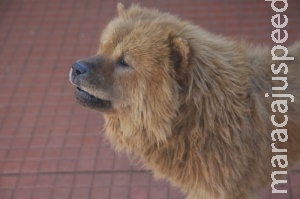 TRF proíbe eutanásia de cães e diz que prática é da Idade Média TRF proíbe eutanásia de cães e diz que prática é da Idade Média