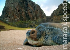 População de tartarugas aumenta 86,7% em cinco anos