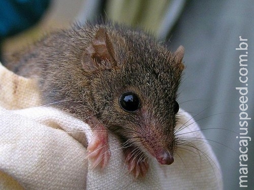 Descobertas espécies de rato que faz "orgias" de 14 horas e morre Descobertas espécies de rato que faz "orgias" de 14 horas e morre