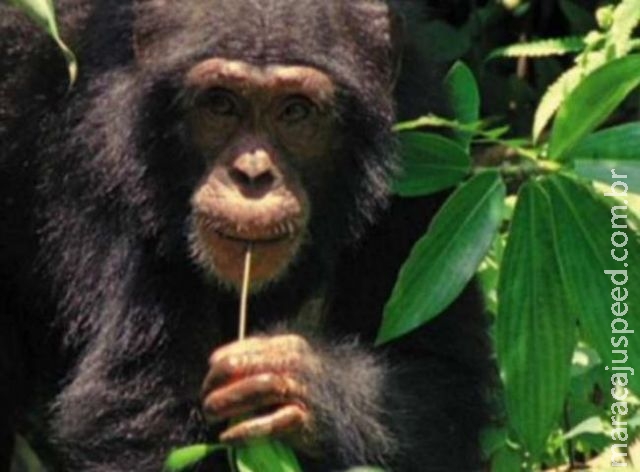 Chimpanzés são capazes de cozinhar, diz pesquisa de Harvard