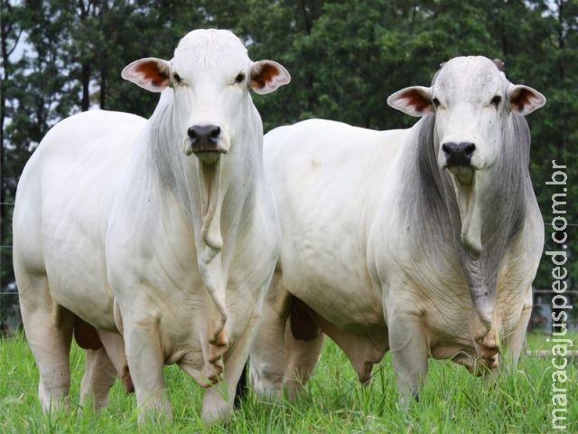 Maracaju e Três Lagoas vão sediar julgamentos da Nelore MS em junho Maracaju e Três Lagoas vão sediar julgamentos da Nelore MS em junho