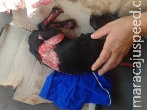 Dona abandonou cadelinha após acidente e responderá por maus tratos Dona abandonou cadelinha após acidente e responderá por maus tratos