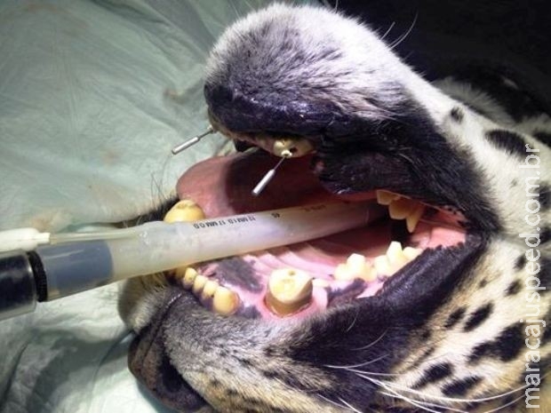 Brasileiro usa furadeira para operar jaguares e rinocerontes na África Brasileiro usa furadeira para operar jaguares e rinocerontes na África