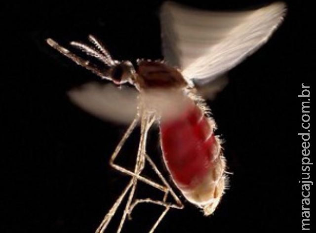 Nova substância pode combater malária com dose avaliada em US$ 1