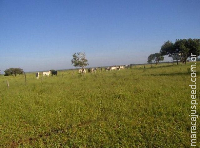 Dono de fazenda registra na polícia invasão de indígenas em MS Dono de fazenda registra na polícia invasão de indígenas em MS