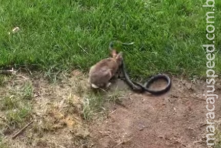 Após ter filhote morto, mamãe coelha ataca cobra