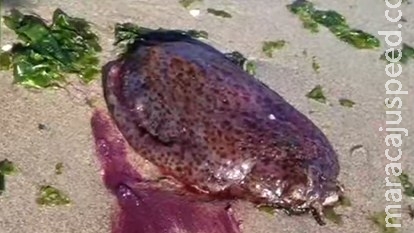 Desvendado mistério de "parte de corpo humano" achada em praia Desvendado mistério de "parte de corpo humano" achada em praia