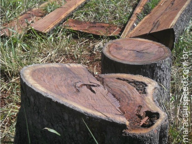 Produtor é multado em R$ 5,4 mil por exploração ilegal de madeira em MS