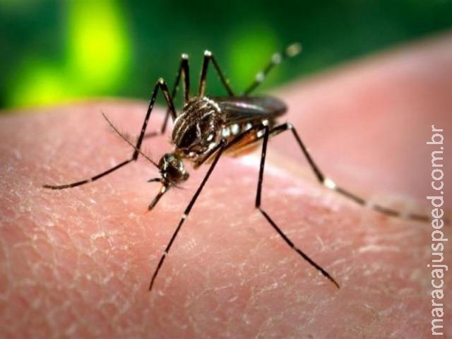 Maracaju: Saúde confirma 9ª morte por dengue em Mato Grosso do Sul Maracaju: Saúde confirma 9ª morte por dengue em Mato Grosso do Sul