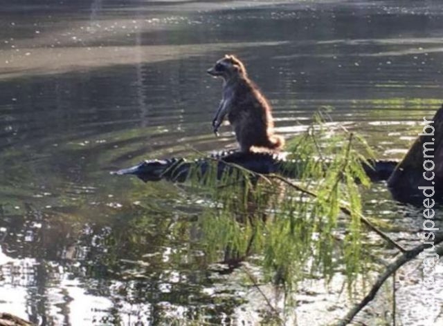 Guaxinim pega “carona” em jacaré na Flórida Guaxinim pega “carona” em jacaré na Flórida