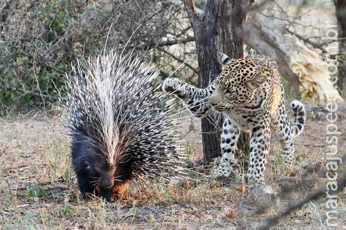 Leopardo tenta comer porco-espinho