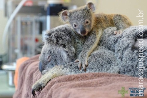 Filhote de coala não se desgruda da mãe durante cirurgia