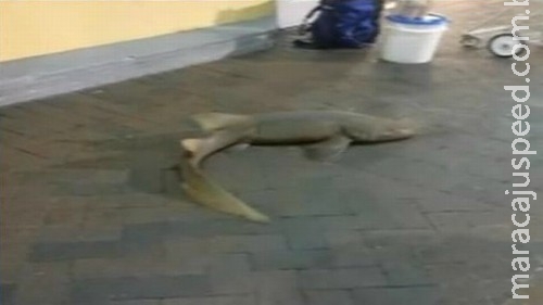 Homem tenta vender tubarão vivo em calçada de loja Homem tenta vender tubarão vivo em calçada de loja