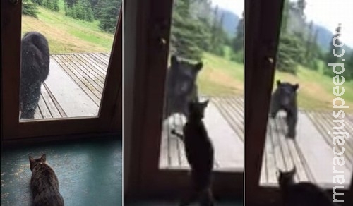 Gata põe urso para correr Gata põe urso para correr