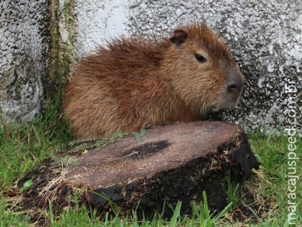 Filhote de capivara entra em quintal de escritório em Campo Grande Filhote de capivara entra em quintal de escritório em Campo Grande