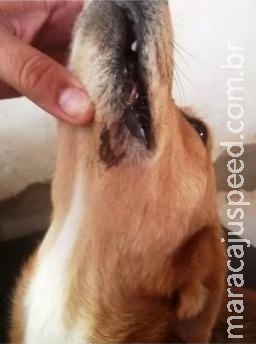 Homem é autuado e multado após tentar matar cachorro com facão Homem é autuado e multado após tentar matar cachorro com facão