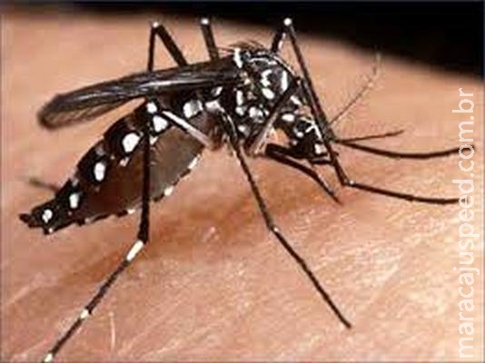 Seceretaria de Saúde do MS confirma morte por dengue em Maracaju Seceretaria de Saúde do MS confirma morte por dengue em Maracaju