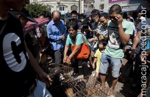 Professora compra cem cães para salvá-los de ir para a panela