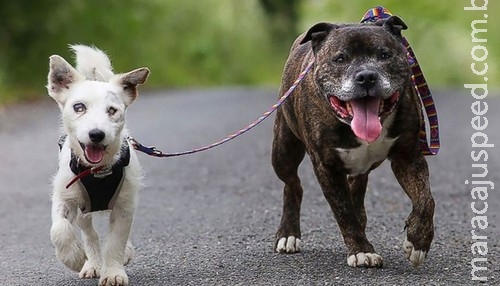 Cão e seu cão-guia estão atrás de um lar Cão e seu cão-guia estão atrás de um lar