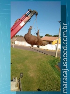 Capivara prenhe é encontrada morta com dois tiros em lagoa Capivara prenhe é encontrada morta com dois tiros em lagoa