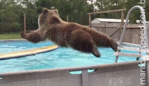 Urso dá show de mergulho em piscina