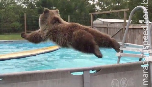Urso dá show de mergulho em piscina Urso dá show de mergulho em piscina
