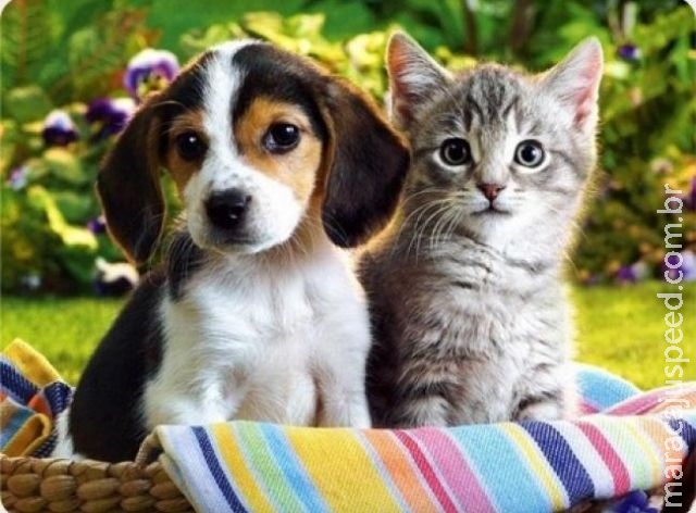 Para pagar dívidas de resgate de animais, ONG realiza arraial Para pagar dívidas de resgate de animais, ONG realiza arraial