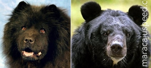 Chinês leva dois anos para descobrir que seus cães são ursos Chinês leva dois anos para descobrir que seus cães são ursos