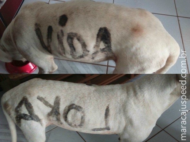 Cadela pichada com "Vida Loka" é resgatada em rua de Campo Grande Cadela pichada com "Vida Loka" é resgatada em rua de Campo Grande