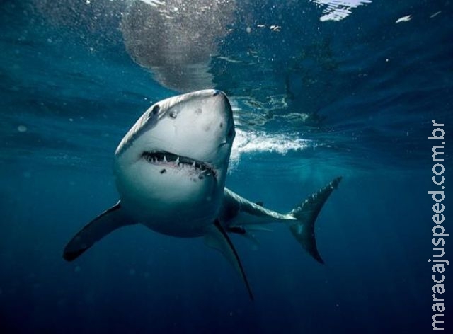 De novo? tubarão branco ataca e fere surfista de 52 anos