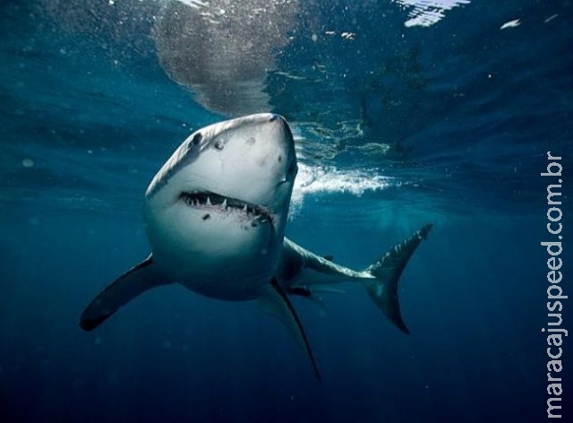 De novo? tubarão branco ataca e fere surfista de 52 anos De novo? tubarão branco ataca e fere surfista de 52 anos