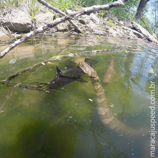 Pescador flagra cobra enorme atacando bagre em lagoa