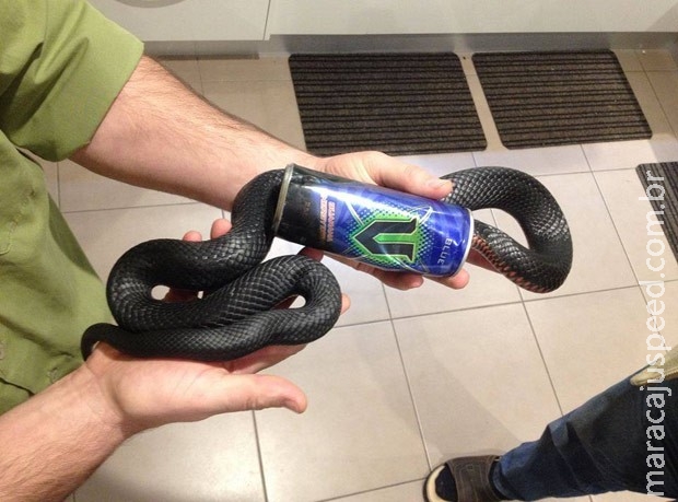 Cobra é resgatada ao ficar entalada em lata de energético